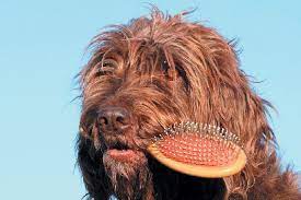 My dogs are major shedders and i can't tell you how many times i've had to carefully navigate around my dogs to make sure they don't rub against me when i'm getting ready to leave, only to but, don't panic! Easy Ways To Deal With Matted Dog Hair