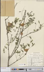 Image result for Ormocarpum kirkii