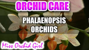 Maybe you would like to learn more about one of these? How To Care For Phalaenopsis Orchids Watering Fertilizing Reblooming Youtube