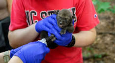 NC State: Red wolf newborns healthy, thriving; species critically ...