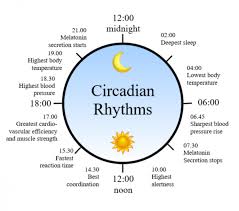 What Is Circadian Rhythm And How It Influences Your Sleep