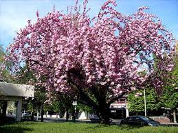 Pin By Diana On Garden Ideas Flowering Plum Tree Wild Plum Tree Flowering Trees