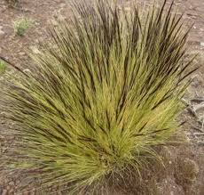 Image result for Aristida adscensionis