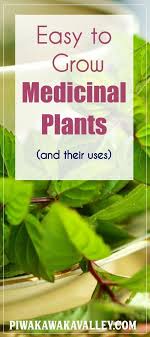 Here Are Some Easy To Grow Medicinal Plants And Their Uses Medicinal Plants Herbal Plants Herbal Plants Plants For H Medical Herbs Herbal Plants Growing Tea