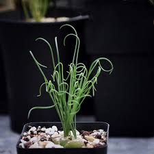 Image result for Albuca nigritana