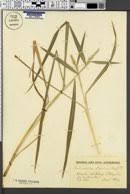 Image result for Echinochloa brevipedicellata