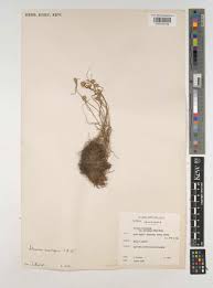 Image result for Cyperus mollipes