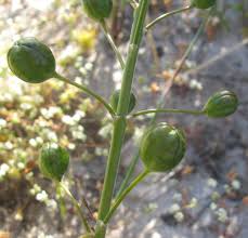 Image result for Trachyandra burkei