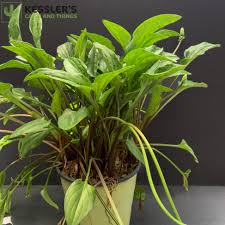 Image result for Drimiopsis