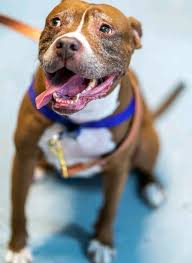 Maybe you would like to learn more about one of these? Adoptions Happy Trails Animal Rescue