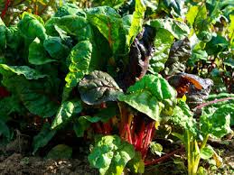 Dabei ernten sie den stielmangold von außen nach innen. Meine Ernte Mangold Anbauen Pflegen Ernten Und Lagern