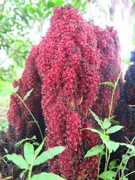 Image result for Sarcophyte