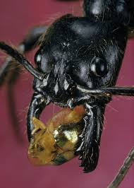 Dino Ponera Is One Of The World S Largest Ants Ants Animals Worlds Largest