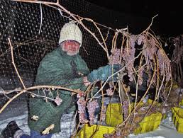 Image result for Ancylobothrys robusta