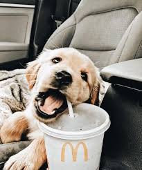 dog cute image puppies photo funny puppys image 341 341 cute dog funny image photo puppies puppys lustige welpen welpenbilder lustige welpenbilder