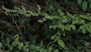 Image result for Mesosphaerum pectinatum