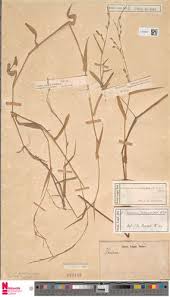 Image result for Acroceras zizanioides