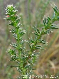 Image result for Salsola