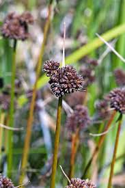 Image result for Sonchus dregeanus