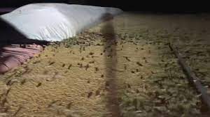 Jun 09, 2021 · nsw deputy premier john barilaro has secured $100 million in subsidies for farmers to treat a mouse plague following public lobbying by the nsw farmers association. Worst Mice Plague I Ve Ever Seen Millions Of Rodents Descend On Eastern Australia