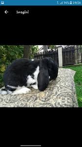 Imagini de fundal cute rabbit este o aplicație pentru toți cei care iubesc să aibă iepuri ca animale de companie. Iepuri Berbec German Cehu Silvaniei Home Facebook