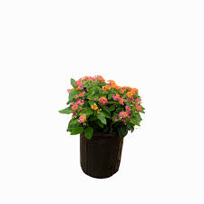 Image result for Lantana moldenkei