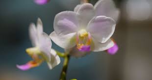 Phalaenopsis Phal Hatuyuki Nagoriyuki Orchids Phalaenopsis Plants
