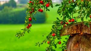 We did not find results for: The Red Berry Tree Wallpaper And Background Image 1366x768