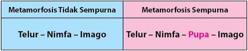 Yang dimana hewan ini merupakan hewan yang tidak melewati fase perubahan signifikan misalnya belalang, jangkrik dan hewan yang. Ciri Ciri Metamorfosis Sempurna Dan Tidak Sempurna Blog Munawaroh Up