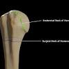 Vascular anatomy of the musculoskeletal system. Https Encrypted Tbn0 Gstatic Com Images Q Tbn And9gcqorvnvw0mx Dkczkvpyoer9sstqlqxdmla Jmxjj1liqrcyxut Usqp Cau