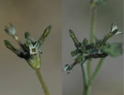 Image result for Kohautia