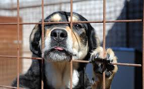 Maltrattamento di animali - Attività di caccia - Differenze - Co - Avvocato  Penalista a Trapani