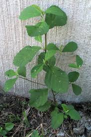 Image result for Sida serratifolia