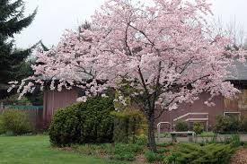 Buy this plant from 2 gardenality business profiles ». Prunus Accolade Landscape Plants Oregon State University