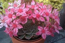 Chihuahua Flower Seeds Succulent Tacitus Bellus Hardy Perennial Great Pot Plant 25 Seeds In 2021 Cactus Flower Plants Planting Succulents