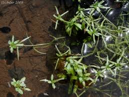 Image result for Callitriche