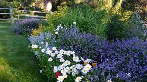 Silver Artemisia And Lavender With Dwarf Shasta Daisies Perennial Garden Front Yard Landscaping Shasta Daisies