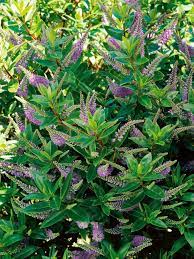 It also will grow under grow lights in a darker room. Choosing Purple Flowers And Plants For The Garden Purple Flowering Plants Evergreen Plants Evergreen Shrubs