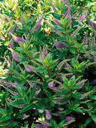 Be sure to give it plenty of light indoors or the color will fade, and the plant will grow leggy. Choosing Purple Flowers And Plants For The Garden Purple Flowering Plants Evergreen Plants Evergreen Shrubs