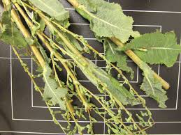 Image result for Lactuca inermis