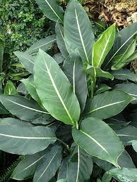 Maybe you would like to learn more about one of these? 10 Houseplants Perfect For Lazy People