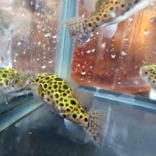 Yesssss di video kali ini gw mau share opini gw pribadi tentang ikan hias terbaik untuk aquascape air tawar. Ikan Buntal Hijau Green Spotted Ikan Hias Air Tawar Hiasan Aquarium Predator Puffer Fish Biotope Shopee Indonesia