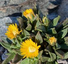 Image result for Nananthus aloides