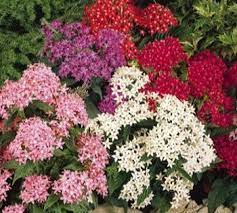 Pentas Plant How To Care For Pentas Flower Flower Seeds Pentas Flower Plants