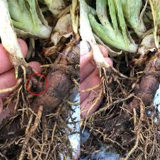 Maybe you would like to learn more about one of these? How To Transplant Aloe Vera Separate Pups Better Gardener S Guide