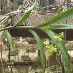 Image result for Polystachya fusiformis × lindblomii