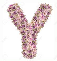 We've collected some amazing examples of letter y . Letter Y Alphabet With Zinnia Flower Abc Concept Type Typography Design Stock Photo Picture And Royalty Free Image Image 65296399