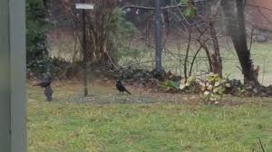 Grackle with white feathers