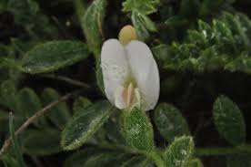 Image result for Dichilus reflexus