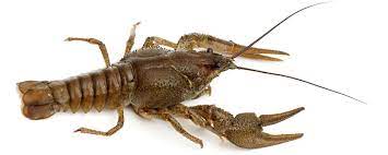 Présente mais rare dans les cours d'eau européens, elle est élevée dans différentes régions. Ecrevisse Alimentarium